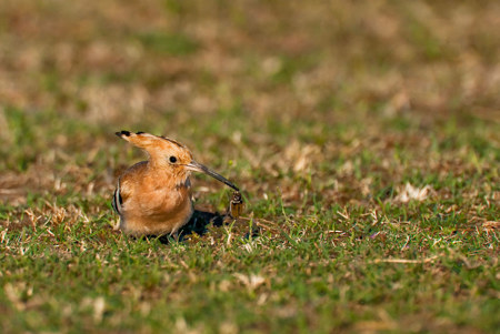 Arten fördern lohnt sich