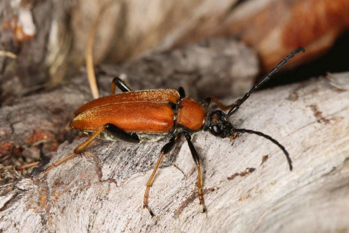 Beim 10 bis 20 mm kleinen Rothalsbock sind die Weibchen (Bild) rötlich gefärbt; die Männchen haben jedoch gelbliche Flügeldecken und einen schwarzen Halsschild.  © Beat Wermelinger