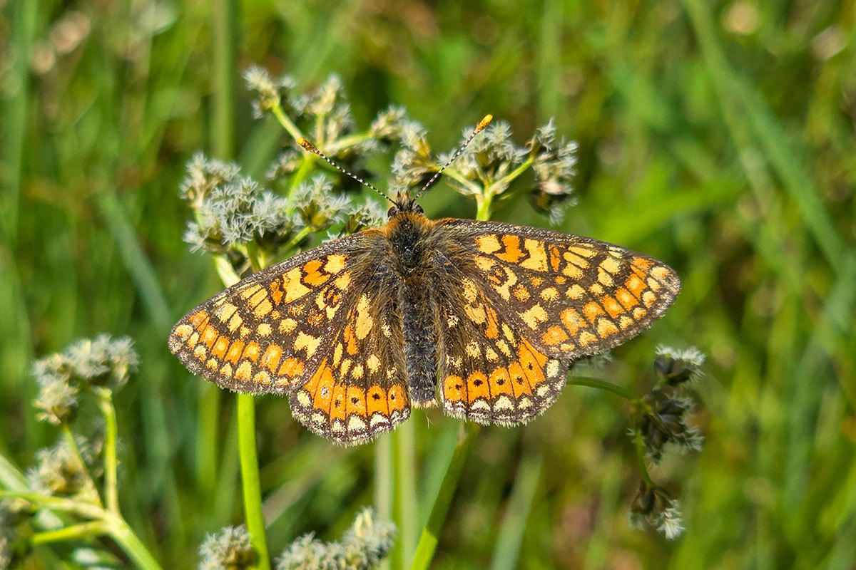NE Skabiosen Scheckenfalter 20240606 111810