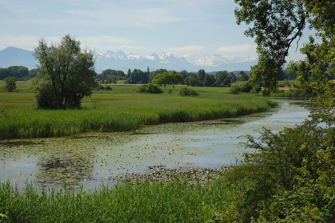 Blick über einen Teil der Stillen Reuss. Der Altarm wird heute nur noch von Grundwasser gespiesen. © Oekovision GmbH