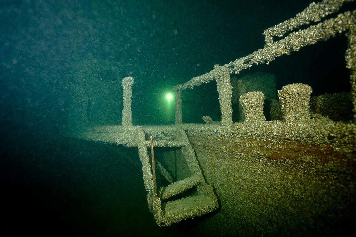 Die invasive Quaggamuschel wurde vor zehn Jahren erstmals in der Schweiz entdeckt und hat in Rekordzeit fast alle grossen Seen besiedelt. Der Bodensee ist bereits flächendeckend von ihr befallen. Hier hat sie bei Bottighofen ein Schiffswrack überzogen.  © Rolf von Riedmatten/mauritius images