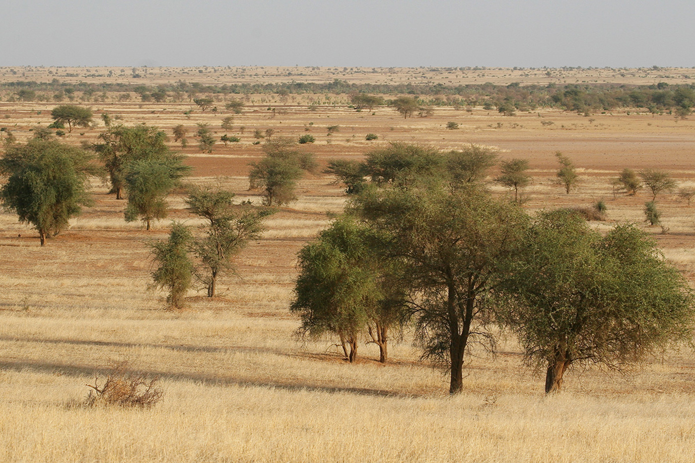 ZV Inadiattafane Wami 20081107 006