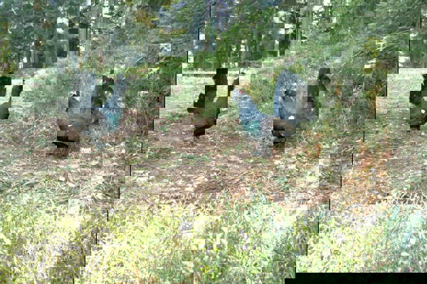 Auerhuhn Haehne A B IMG 0026