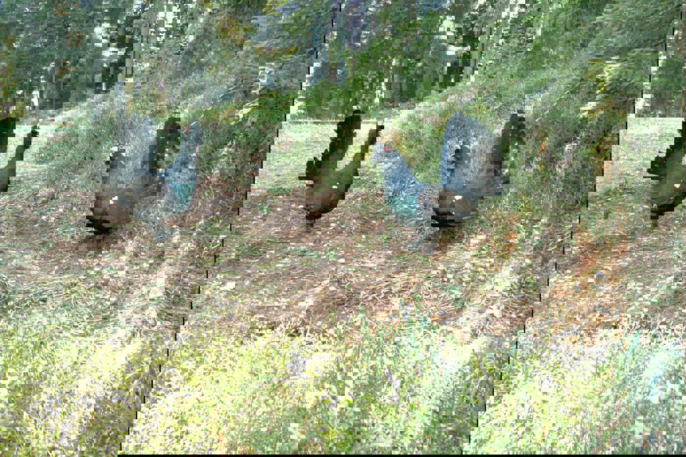 Das Bild aus der Fotofalle beweist: Diese zwei Auerhähne sind in Kampfstimmung. Der Hahn links ist eindeutig an seinem lädierten Stoss, der Hahn rechts am weissen Fleckenmuster am Stoss erkennbar. ©  Reconyx Fotofalle