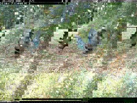 Zählen mit der Kamera