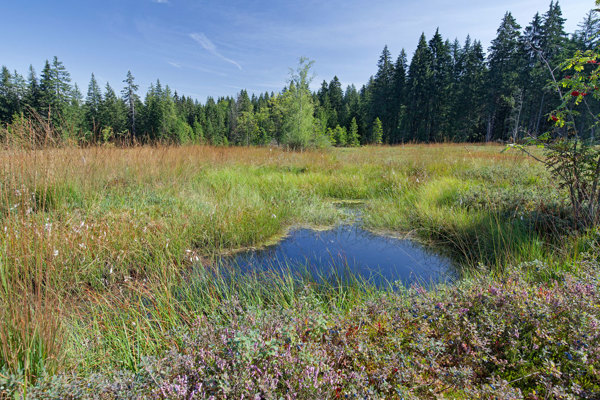 Hochmoor Wissenbach Weiher Jryser