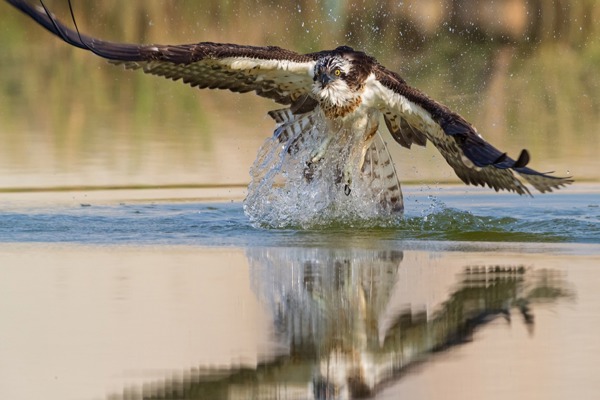 FI Fischadler Schaef 1DX2 038811