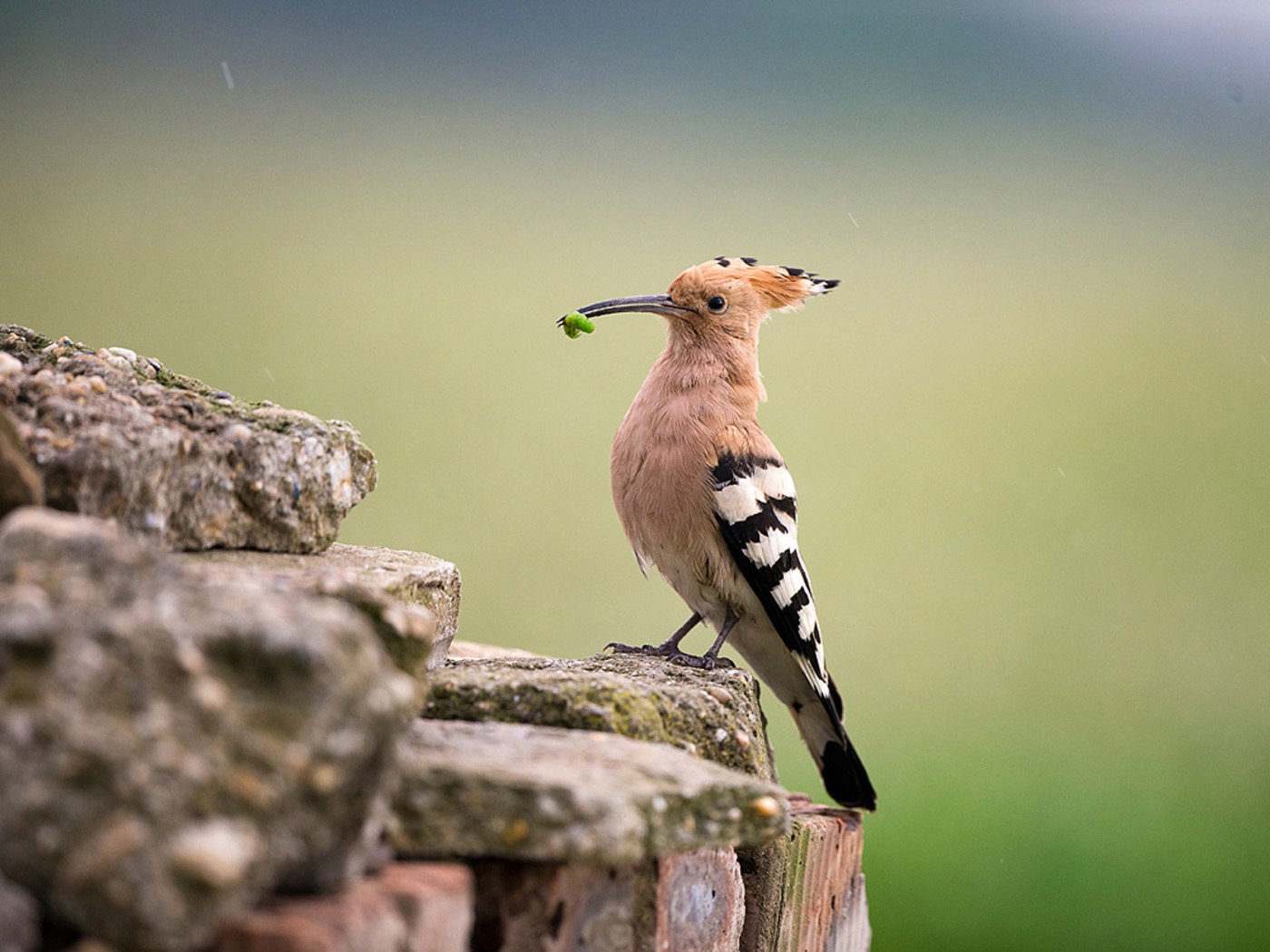 AF Wiedehopf 026 Michigerber