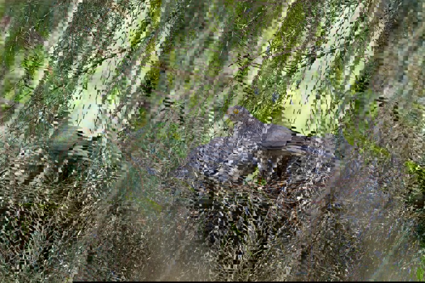 Greifvögel wie diese Sperber benützen über viele Jahre die gleichen Horste. Dabei werden die Nestplattformen immer grösser und schwerer. © Horst Jegen