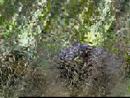 Vögel als Baumeister