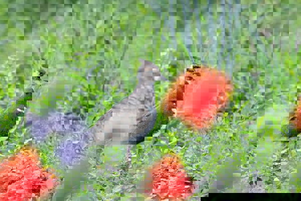 MO Kiebitz C Küken Edit