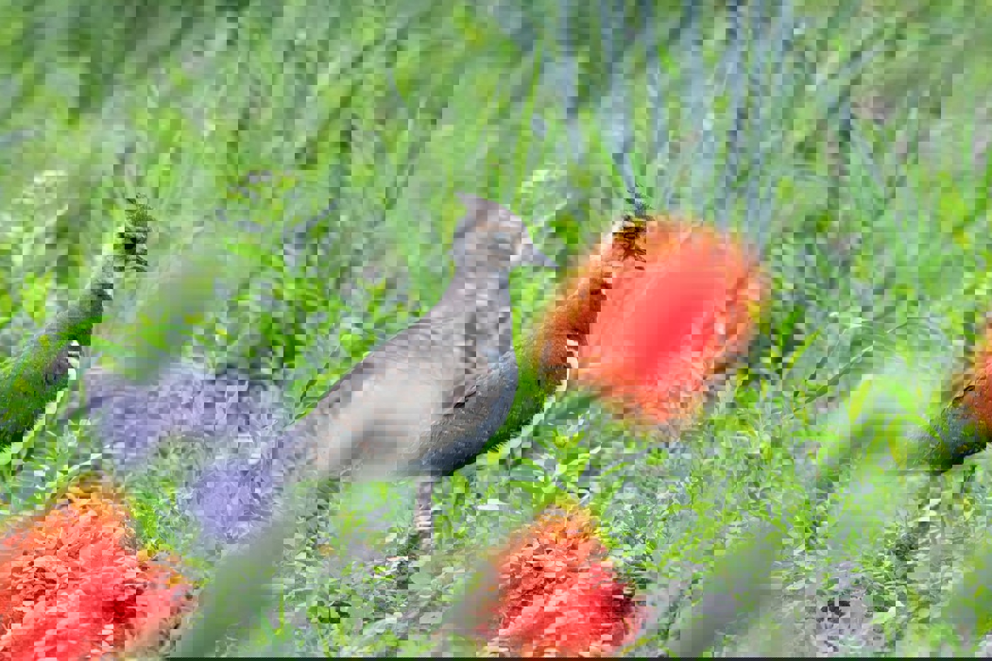 Das Grosse Moos beherbergt eine der drei grössten Kiebitzkolonien der Schweiz. © BirdLife Schweiz/Lucas Lombardo