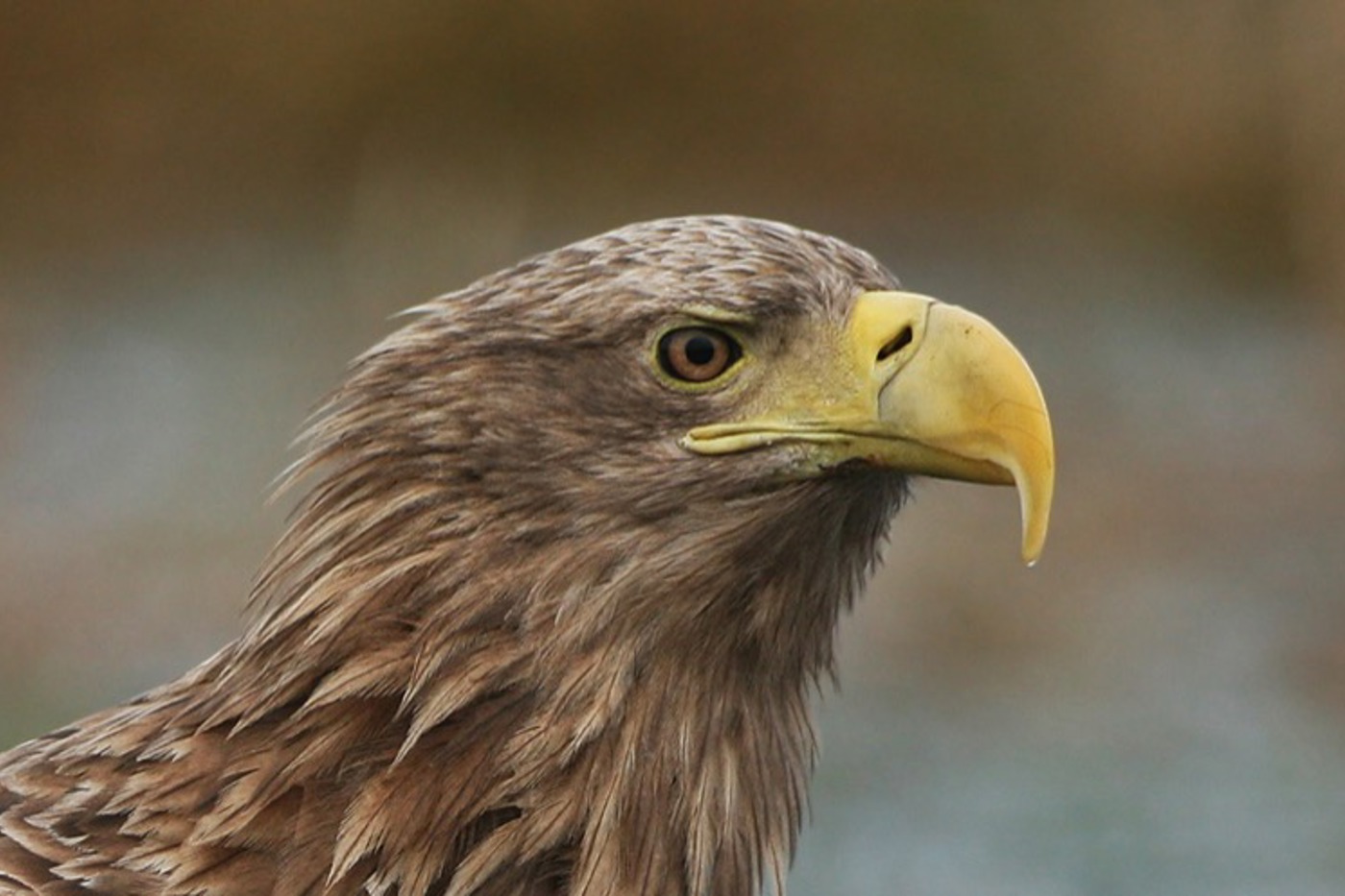 Die Augen des Seeadlers sind doppelt so gross wie die des Menschen. © Dieter Hopf