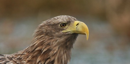 Wie ist es, ein Vogel zu sein?