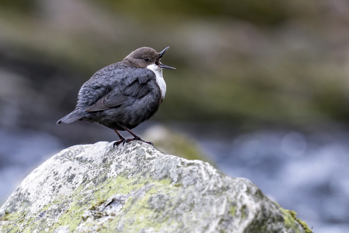 L Wasseramsel Burkhardt