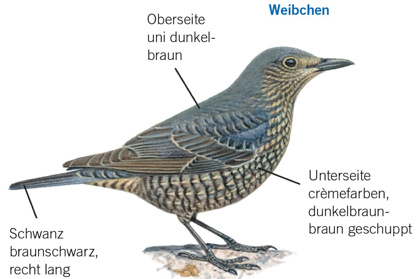 Merkmale der weiblichen Blaumerle. © François Desbordes (alle)