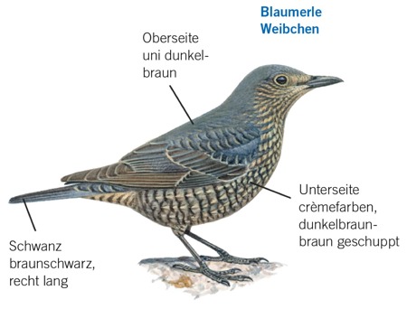 Steinrötel und Blaumerle