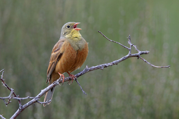 Ortolan Aufm Rieben