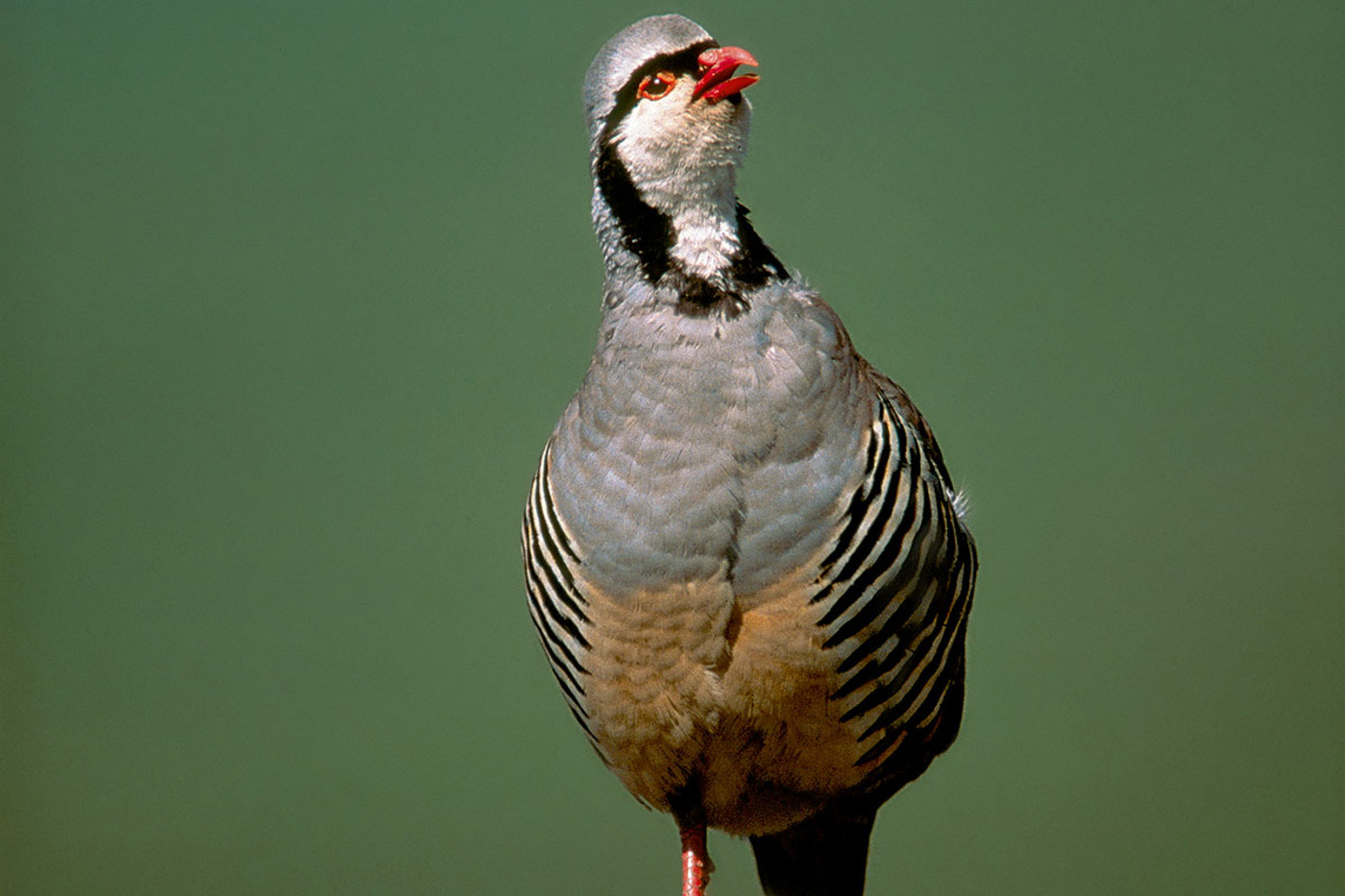 So schön präsentiert sich das Steinhuhn selten, im Gelände ist es eher unauffällig. © Peter Buchner