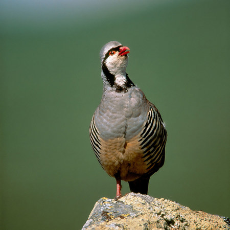 Schönheit aus dem Süden