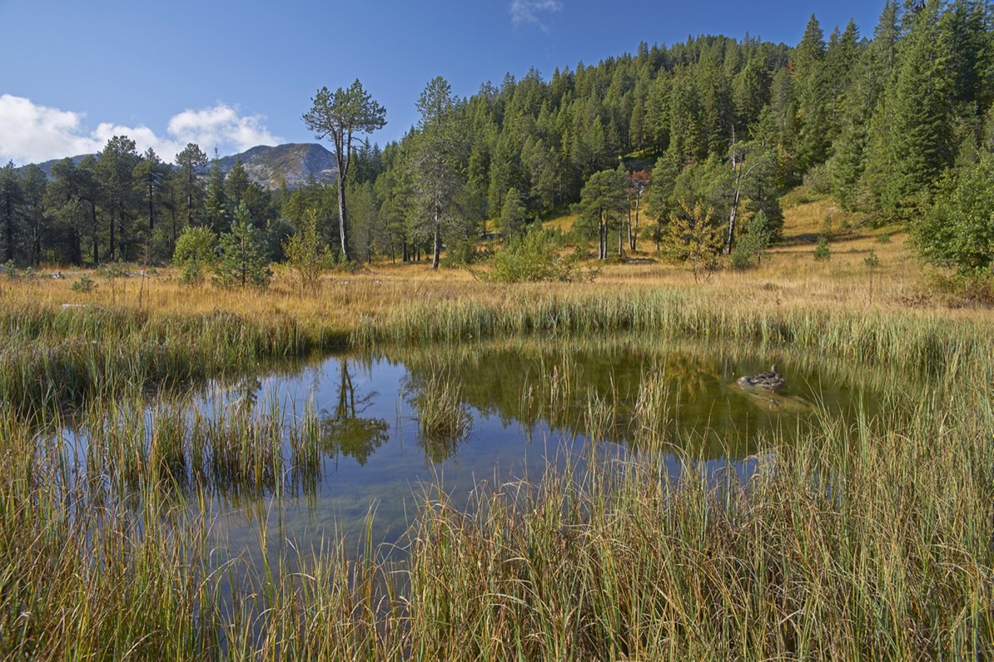 Am Glaubenberg befindet sich die grösste Moorlandschaft der Schweiz. © Jan Ryser/Keystone