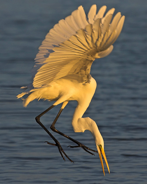 SR Silberreiher Schaef 2