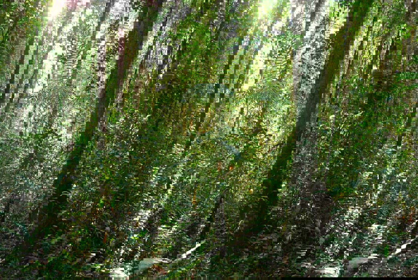 Papua Regenwaldkiunga EW