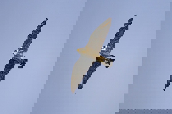 FA Wanderfalke430 Br