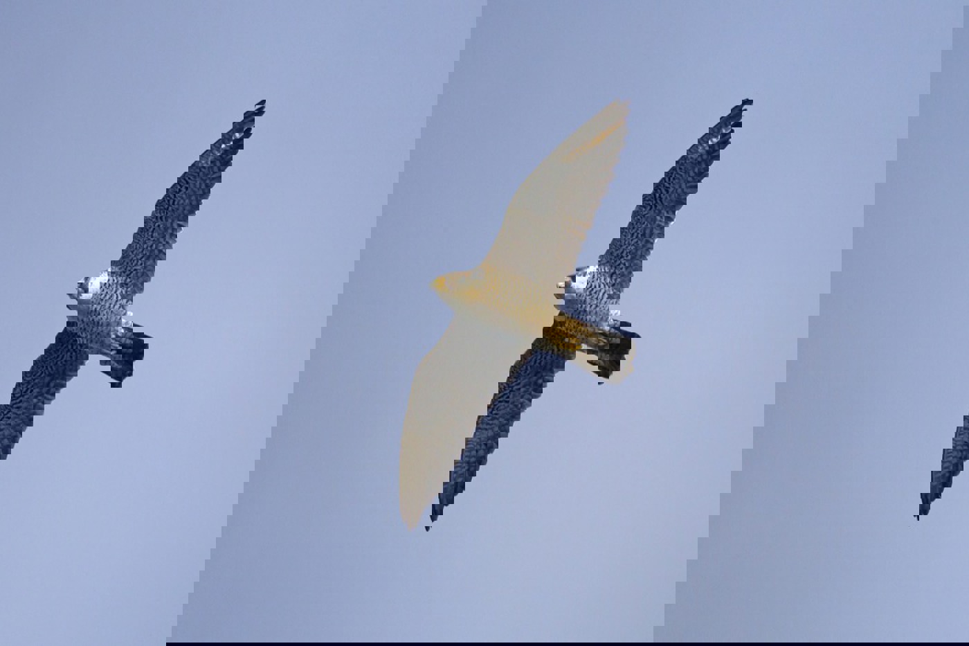 Wanderfalken sind Kraftpakete mit breiter Flügelbasis und korpulentem Körper. © Beat Rüegger