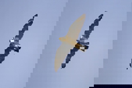 Von Kopf bis Fuss auf Jagd getrimmt