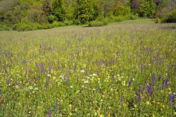 Jurawiese Biodiversität Blumenwiese 17