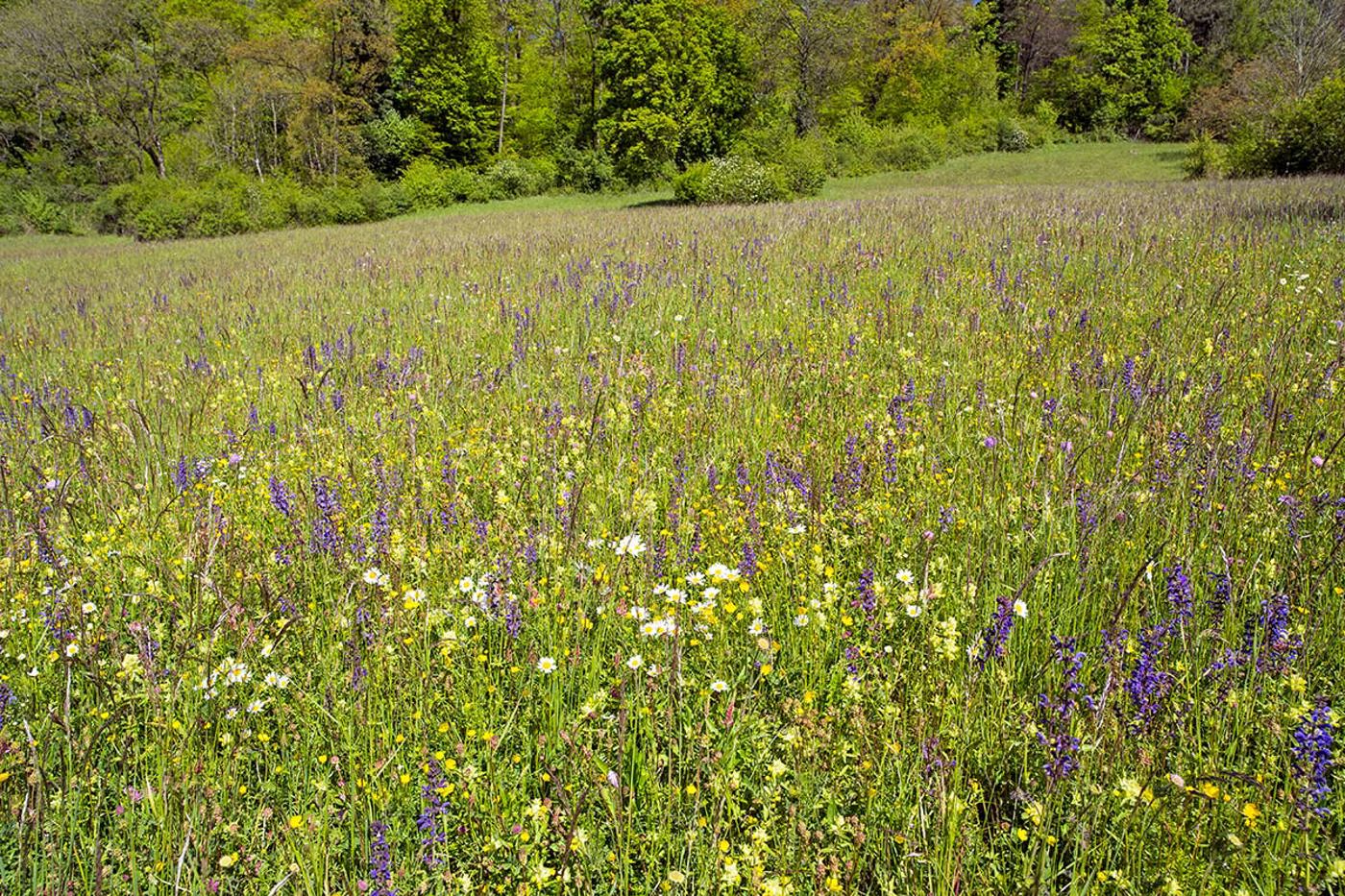 Früher waren viele Wiesen farbig, heute sind sie meist nur grün (oder gelb). © W. Scheuber