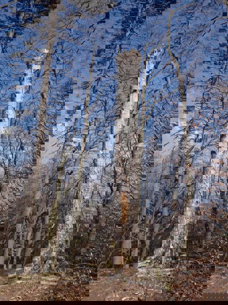 Alte Bäume und Totholz fördern