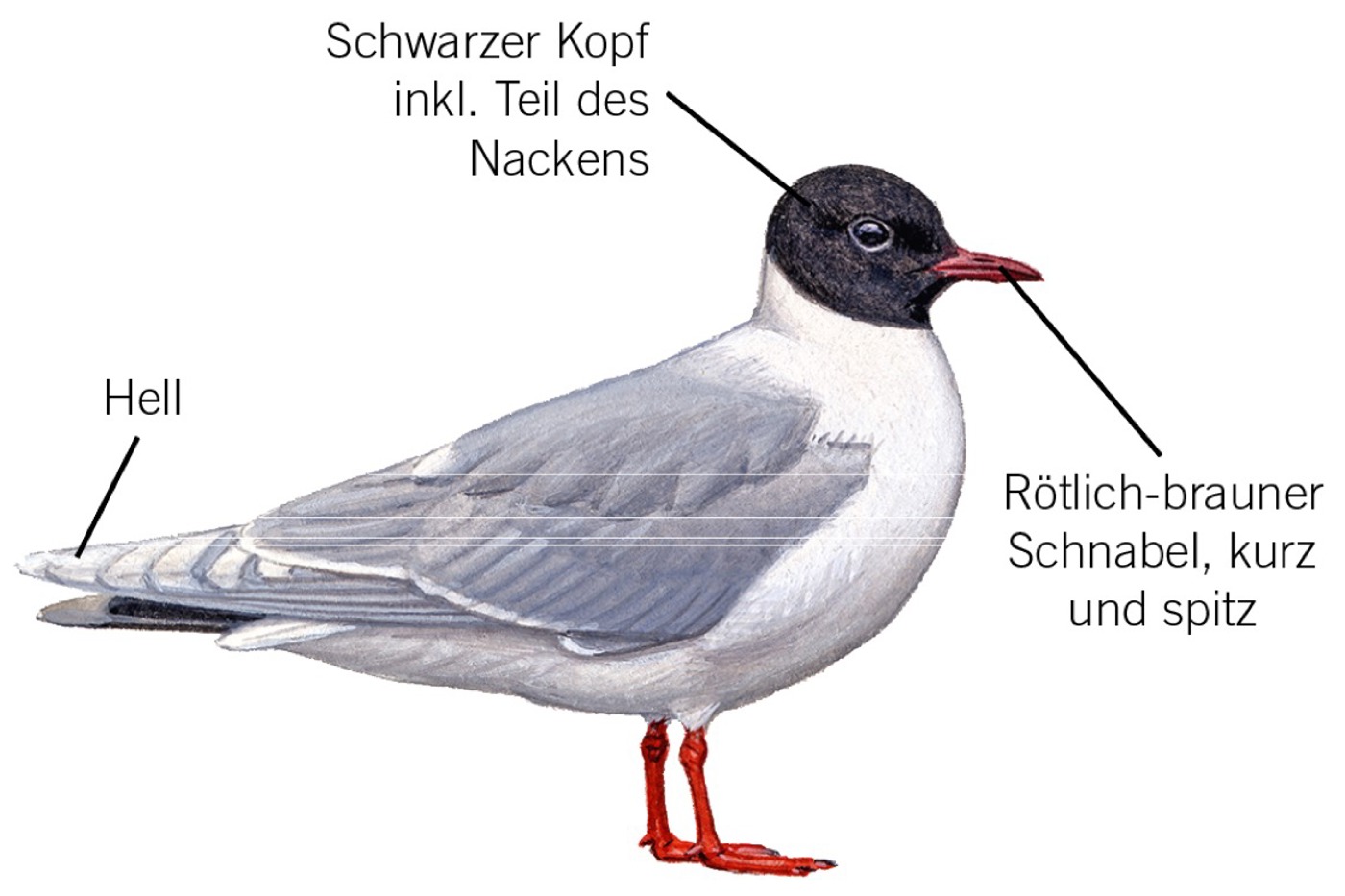 Zwergmöwe im Prachtkleid. © François Desbordes (alle Zeichnungen)