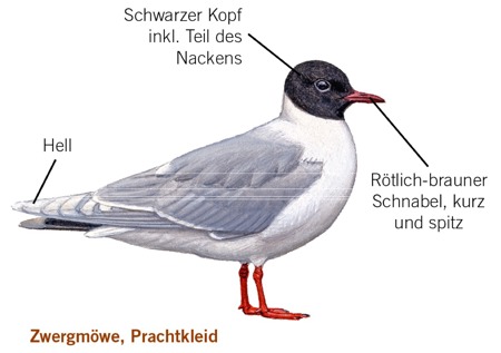 Mittlere und kleine Möwen