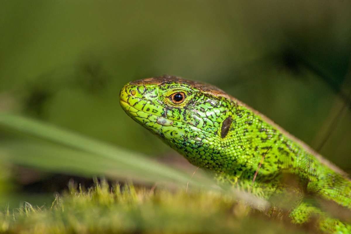 W 20100623 20100623 Zauneidechse Jonaslandolt