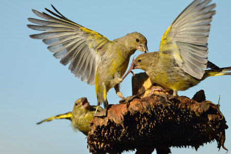 Streit am gedeckten Tisch