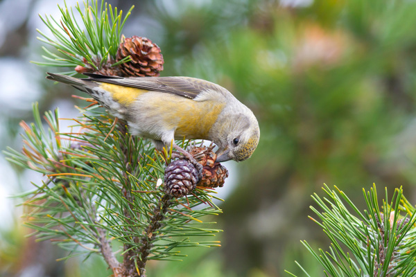 FI Fichtenkreuzschnabel Common Crossbill Loxia Curvirostra Ssp. Curvirostra, Germany, Adult Female, Type C Glip Crossbill' RM 101011IMG 7513 Edit Kopie