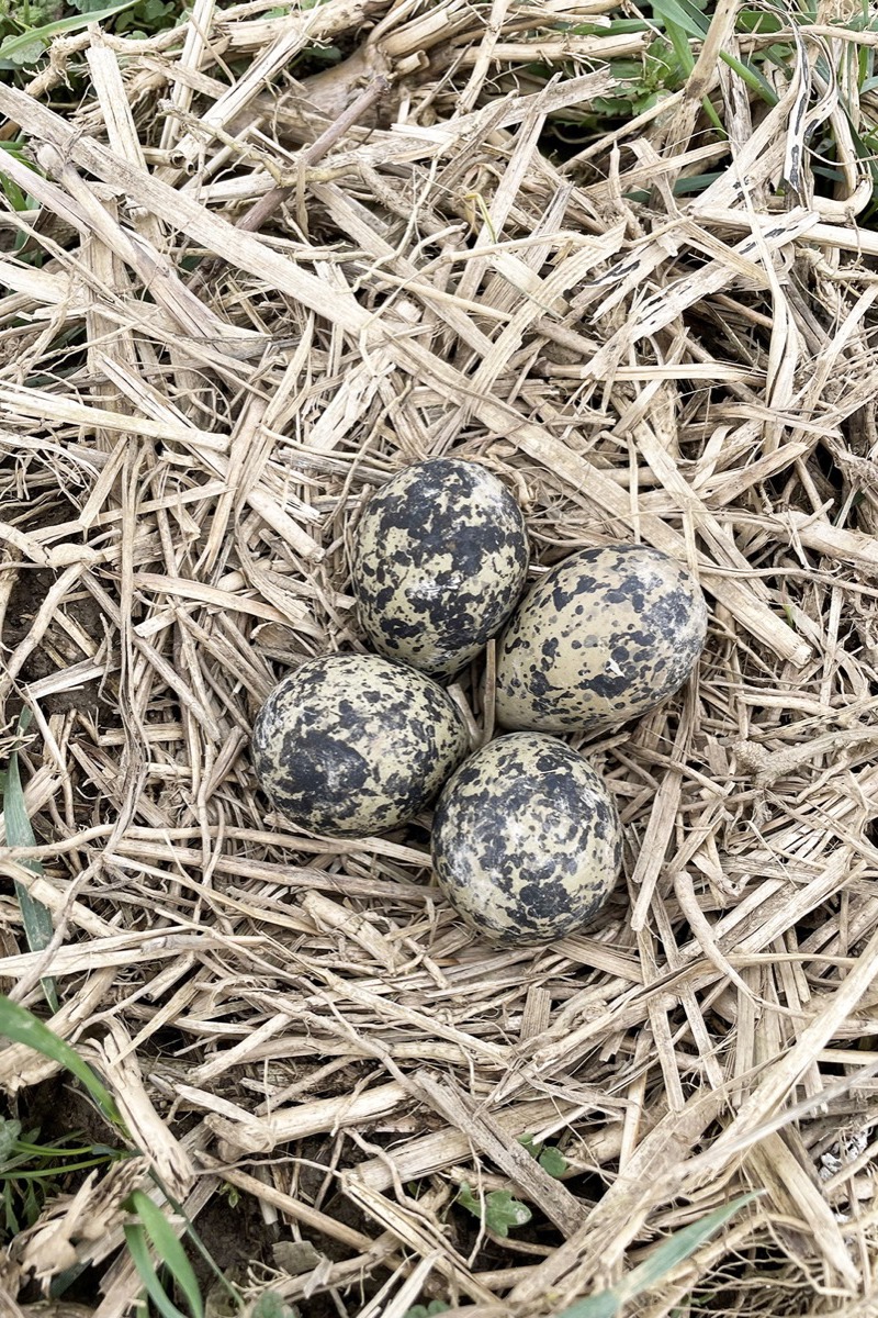 Gelege © Stiftung Frauenwinkel