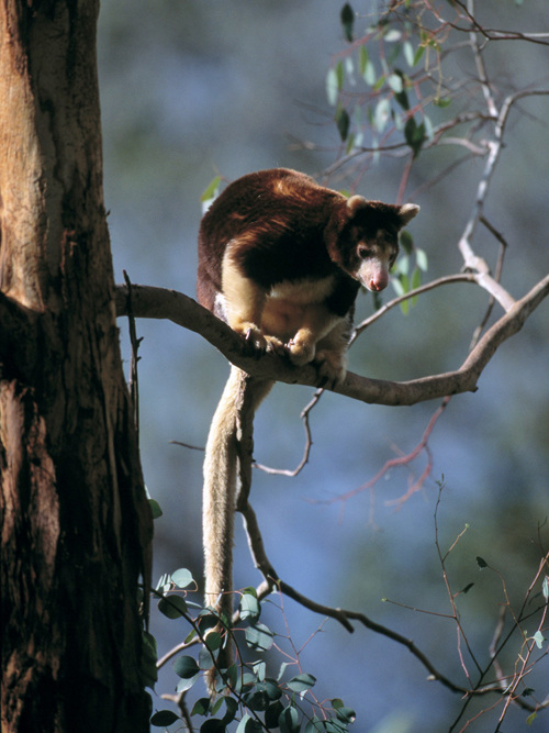 Papua Baumkaenguruh Davewatts