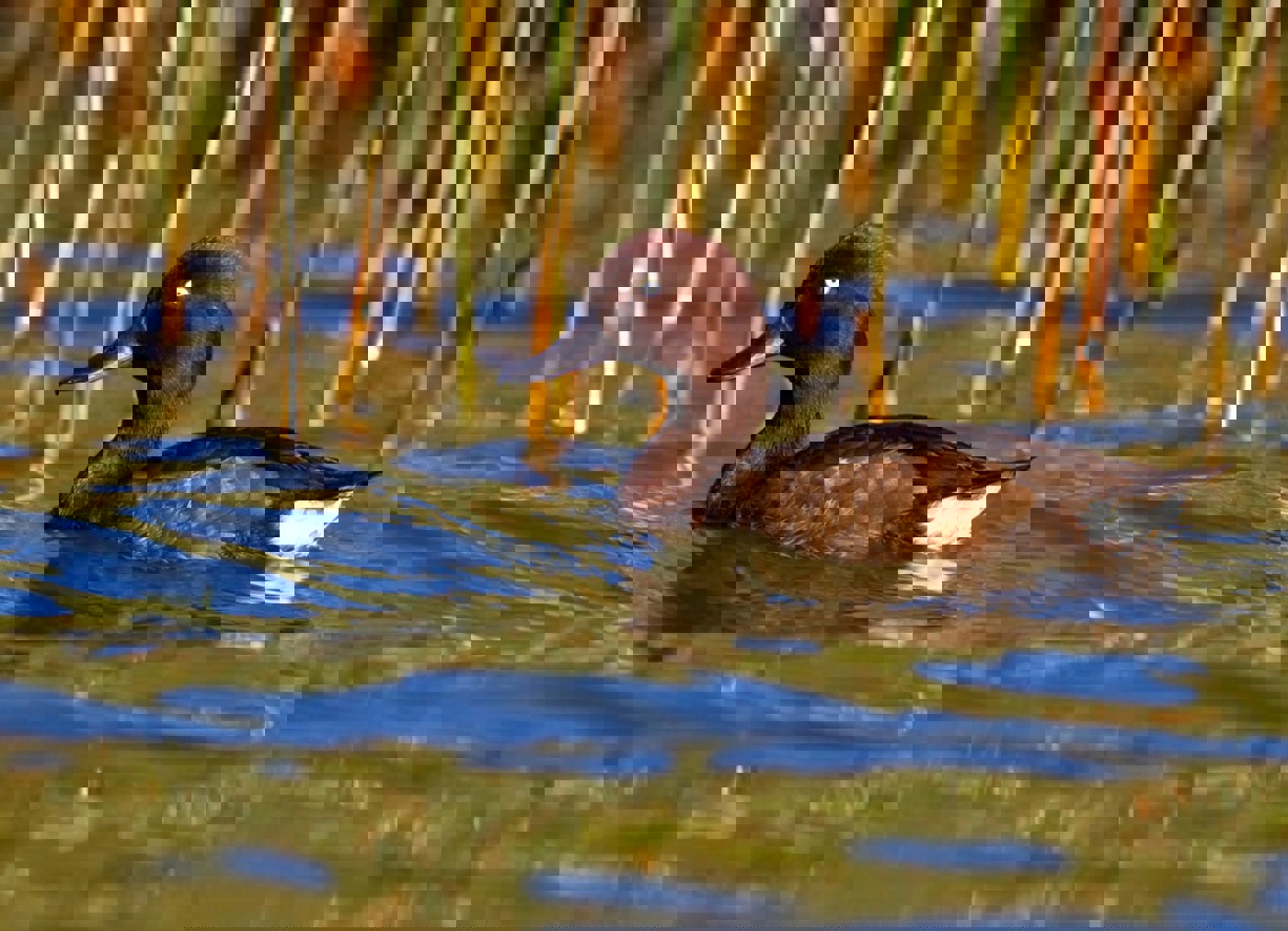ST Madagaskar Pochard Alamy M8T5J9