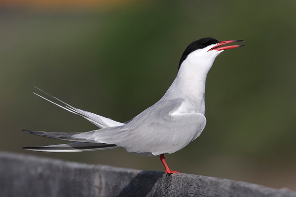 Lariden FSS 250509 Beatwalser