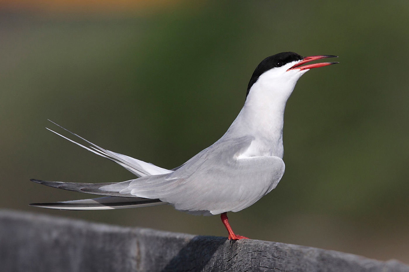 Eine Flussseeschwalbe auf dem Geländer des Fussgänger-Holzstegs Rapperswil SG. © Beat Walser