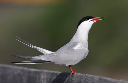 Weisse Flugkünstler im Gegenwind