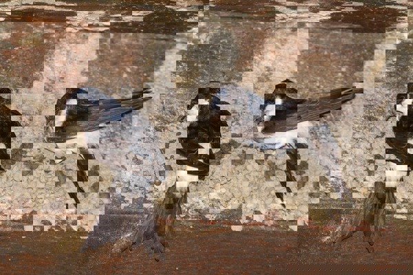 ME Bild2 Cfosserat 5455