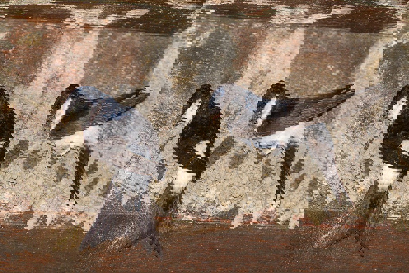 Das Brutgeschäft der Schwalben darf nicht gestört werden. Es beginnt schon mit der Besetzung des Brutplatzes. © Christian Fosserat