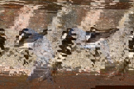 Geschützte Brutstätten