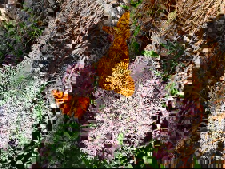 Biodiversität: in jeder Hinsicht schützenswert