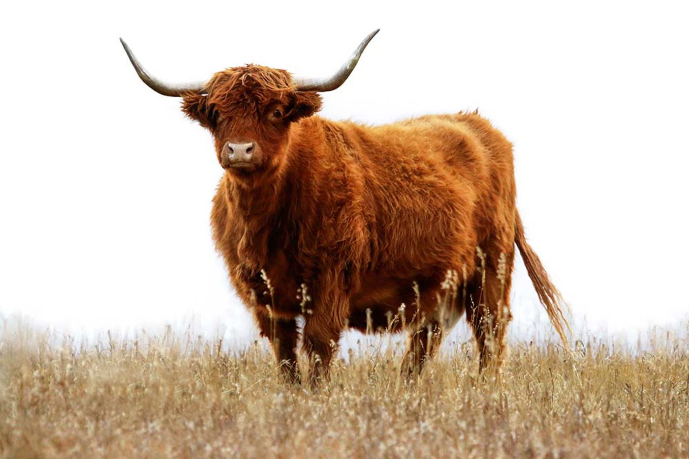 Hochlandrind Istock 1859861327 Frei