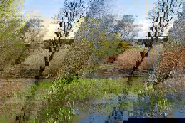 WM Aufmacher Friedli